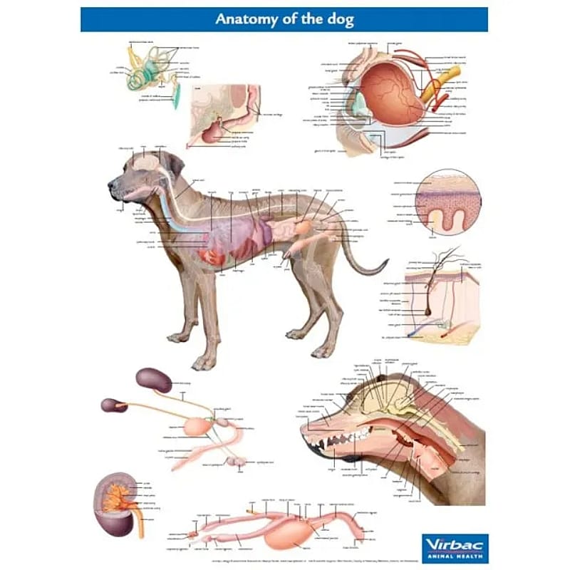 Anatomische Poster Hond