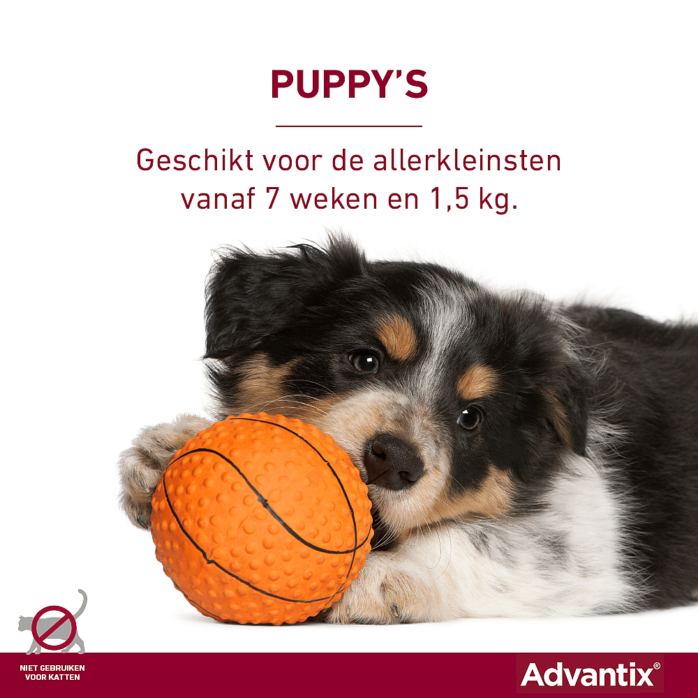 Advantix Spot-on Hond